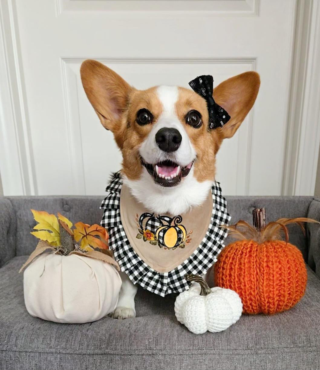 Fall Pumpkin Dog Bandanna - Handmade Couture Halloween Dog Accessory