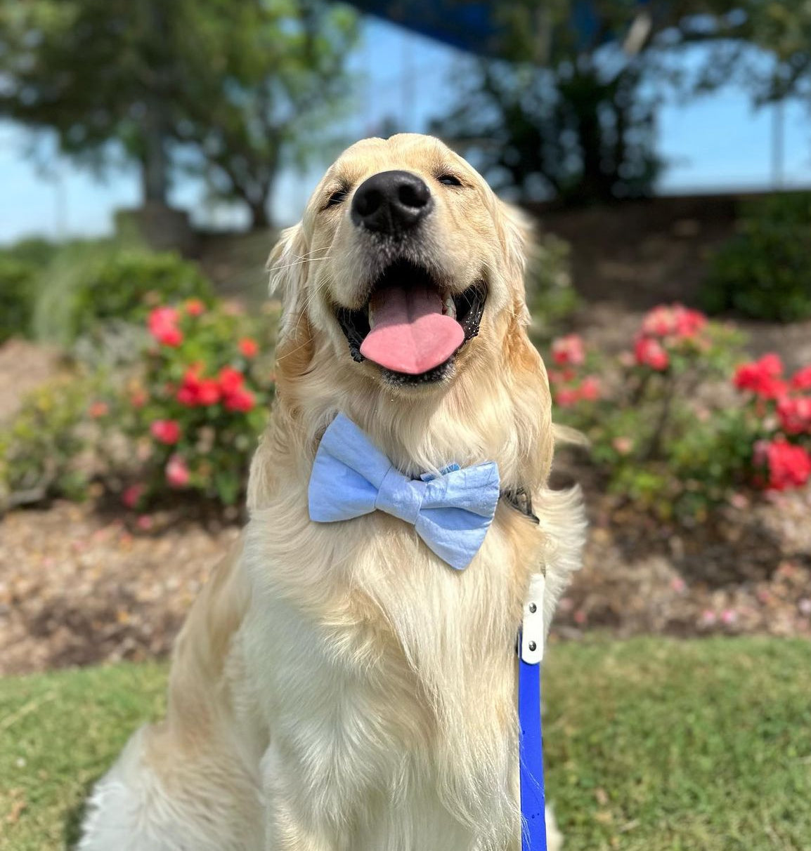 Summer 2023 - Color Changing Bowtie